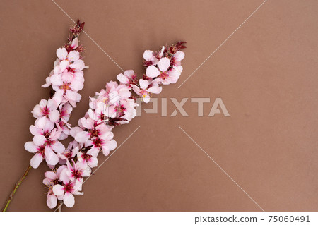 almond tree bloom almond tree bloom 75060491