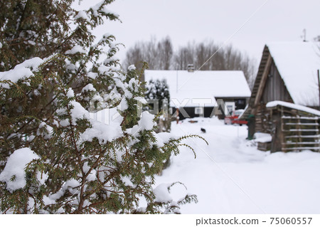 Winter village landscape with wooden house, spruce trees and snow. Winter village landscape with wooden house, spruce trees and snow. 75060557