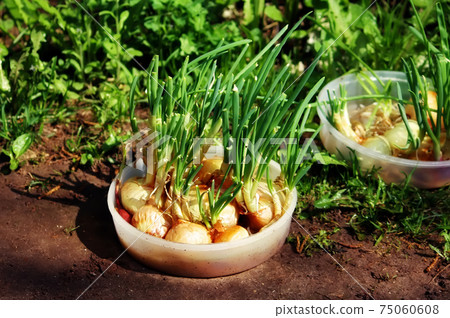 Green onions growing in the palte Green onions growing in the palte 75060608