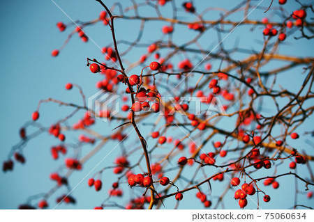 Thorn twigs with berries 75060634
