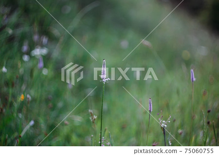 Wildflowers on a green meadow background at summer evening. 75060755