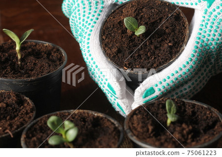 Gardening concept. Young seedling of artichokes growing in pot on windowsill . Hand holding artichoke seedling planted in pot 75061223