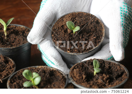 Gardening concept. Young seedling of artichokes growing in pot on windowsill . Hand holding artichoke seedling planted in pot 75061224