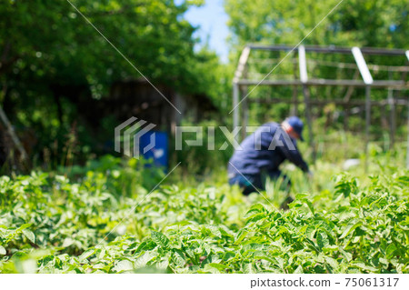 A man is weeding beds. Man in the garden A man is weeding beds. Man in the garden 75061317