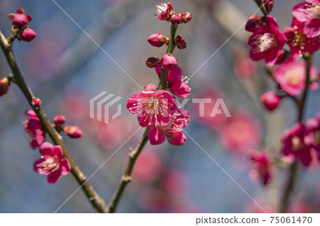 Plum blossoms lit by the sun Plum blossoms lit by the sun 75061470