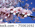 Almond flowers in full bloom against blue sky 75061692