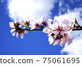 Pink Flowers In Full Bloom On Background Of Blue Sky. 75061695