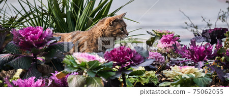 cat hunts in the garden among the ornamental cabbage 75062055