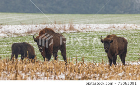 European Bison herd feeding in snowy field European Bison herd feeding in snowy field 75063091