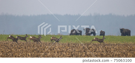 Running roe deer herd in autumn field 75063100