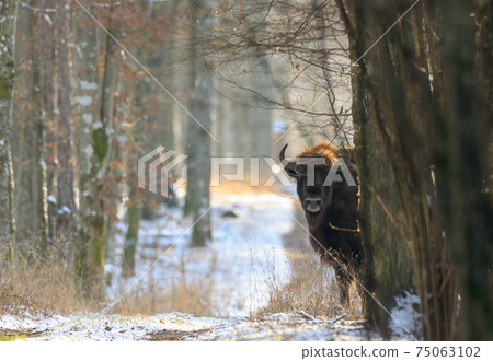 European Bison(Bison bonasus bonasus) looking from behind tree 75063102