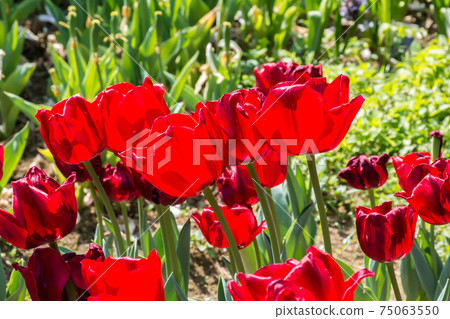 Blooming tulips Blooming tulips 75063550