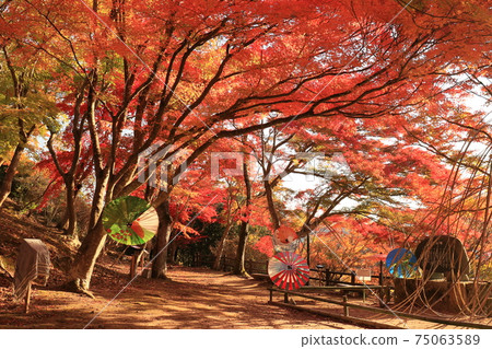 大關山公園6 75063589
