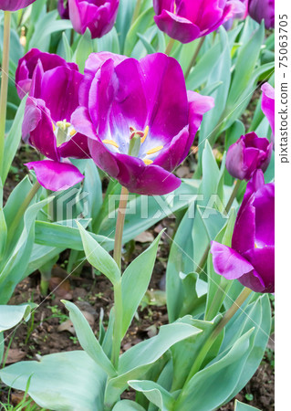 Blooming tulips 75063705