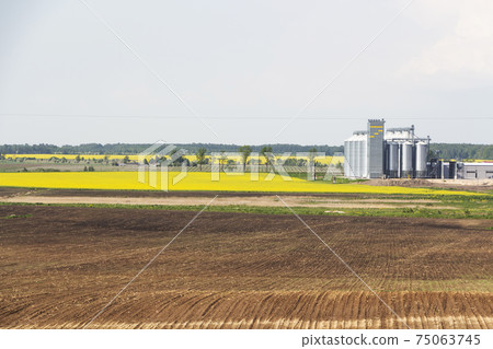 Field of rapeseed flowers, plant for cleaning and storage of agricultural products, flour, cereals and grains. 75063745
