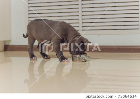 Mystified blue American Bully puppy curiously walking forward with its mouth. Mystified blue American Bully puppy curiously walking forward with its mouth. 75064634