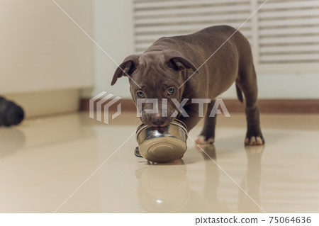 Mystified blue American Bully puppy curiously walking forward with its mouth. Mystified blue American Bully puppy curiously walking forward with its mouth. 75064636