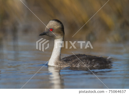 Silvery Grebe, Patagonia, Argentina Silvery Grebe, Patagonia, Argentina 75064637