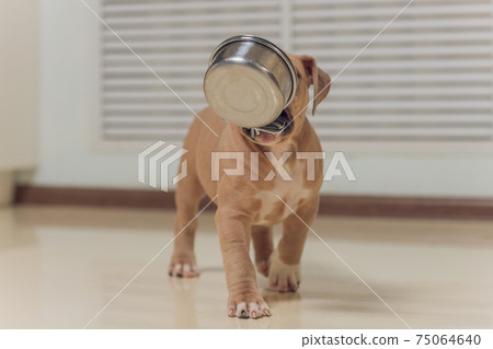 Mystified blue American Bully puppy curiously walking forward with its mouth. 75064640