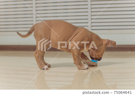 Mystified blue American Bully puppy curiously walking forward with its mouth. Mystified blue American Bully puppy curiously walking forward with its mouth. 75064641