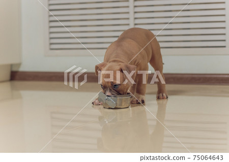 Mystified blue American Bully puppy curiously walking forward with its mouth. Mystified blue American Bully puppy curiously walking forward with its mouth. 75064643