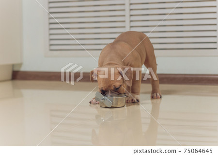 Mystified blue American Bully puppy curiously walking forward with its mouth. Mystified blue American Bully puppy curiously walking forward with its mouth. 75064645