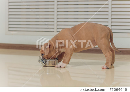 Mystified blue American Bully puppy curiously walking forward with its mouth. Mystified blue American Bully puppy curiously walking forward with its mouth. 75064646