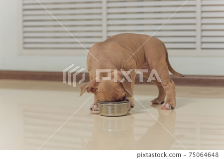 Mystified blue American Bully puppy curiously walking forward with its mouth. Mystified blue American Bully puppy curiously walking forward with its mouth. 75064648