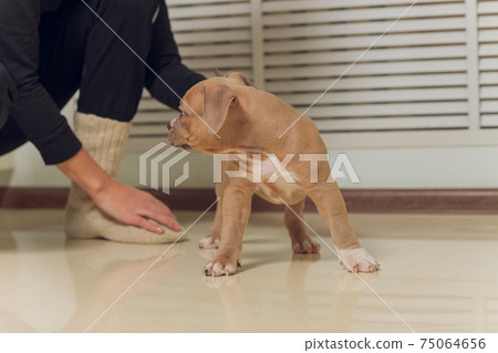 Mystified blue American Bully puppy curiously walking forward with its mouth. Mystified blue American Bully puppy curiously walking forward with its mouth. 75064656