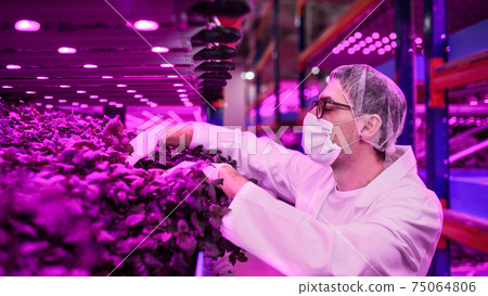 Worker with face mask on aquaponic farm, sustainable business and coronavirus. Worker with face mask on aquaponic farm, sustainable business and coronavirus. 75064806