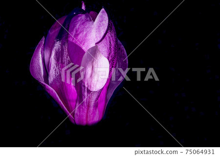 Big flower of magnolia on the dark water. Artistic macro close up. Elegant wet petals glowing and shaping in the water 75064931