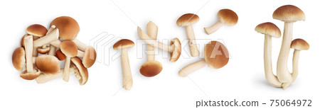 honey fungus mushrooms isolated on white background with clipping path and full depth of field. Set or collection honey fungus mushrooms isolated on white background with clipping path and full depth of field. Set or collection 75064972