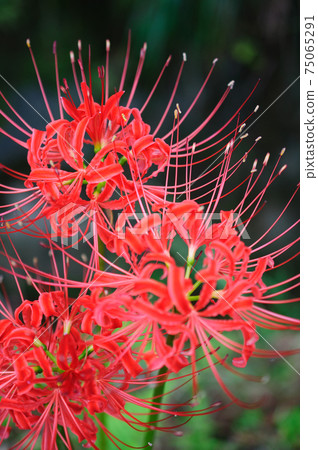 Up of cluster amaryllis and cluster amaryllis Up of cluster amaryllis and cluster amaryllis 75065291