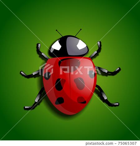 Realistic ladybug Realistic ladybug 75065307