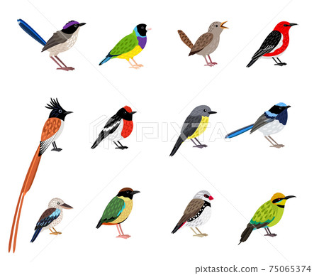 Beautiful flying bird set 75065374