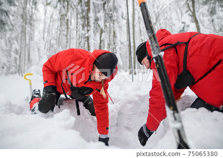 Mountain rescue service on operation outdoors in winter in forest, digging snow with shovels. 75065380