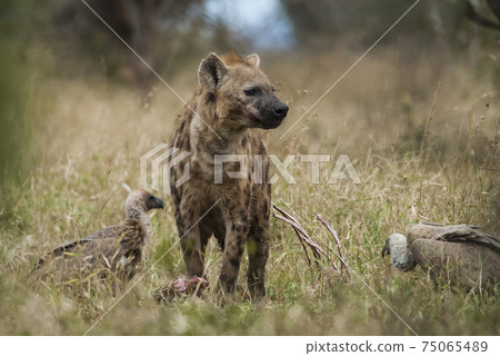 Hyena eating, Africa Hyena eating, Africa 75065489