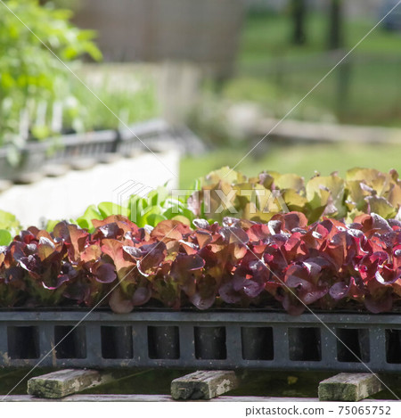 Red oak leaf lettuce seedlings in potting soil outdoors Red oak leaf lettuce seedlings in potting soil outdoors 75065752