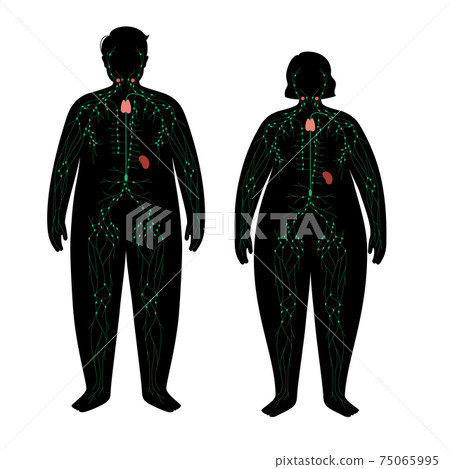 Lymphatic system in obese body 75065995