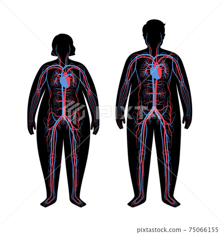 Blood system in obese body 75066155