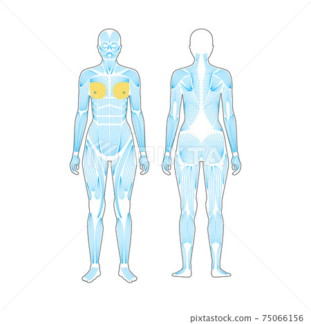 Human muscular system 75066156