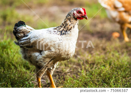 rooster and chickens rooster and chickens 75066387