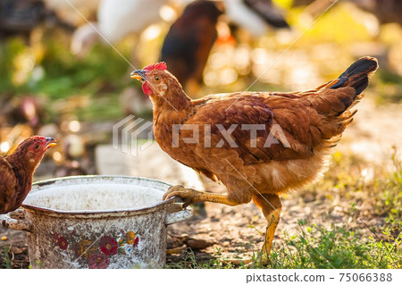 rooster and chickens rooster and chickens 75066388
