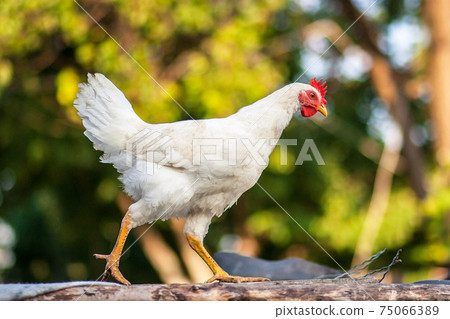 rooster and chickens rooster and chickens 75066389