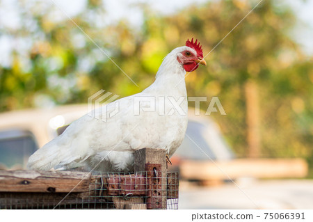 rooster and chickens rooster and chickens 75066391
