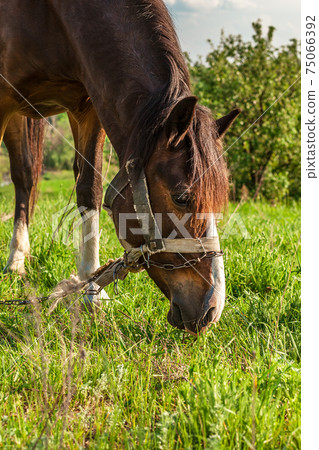 Beautiful red horse on a summer field 75066392