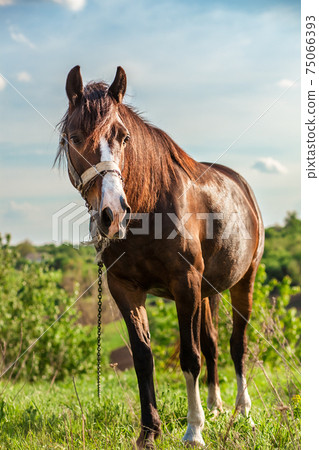 Beautiful red horse on a summer field Beautiful red horse on a summer field 75066393