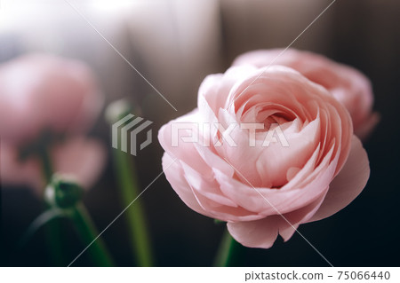 Ranunculus pink flowers close-up background 75066440