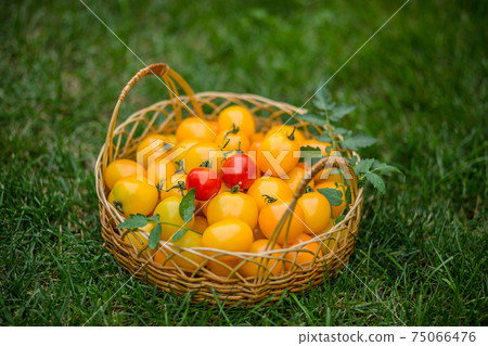 tomatoes in the basket 75066476