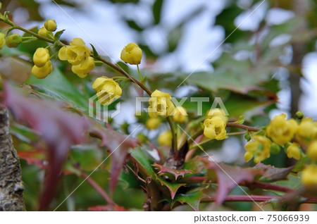 Heiringuanten flowers Heiringuanten flowers 75066939